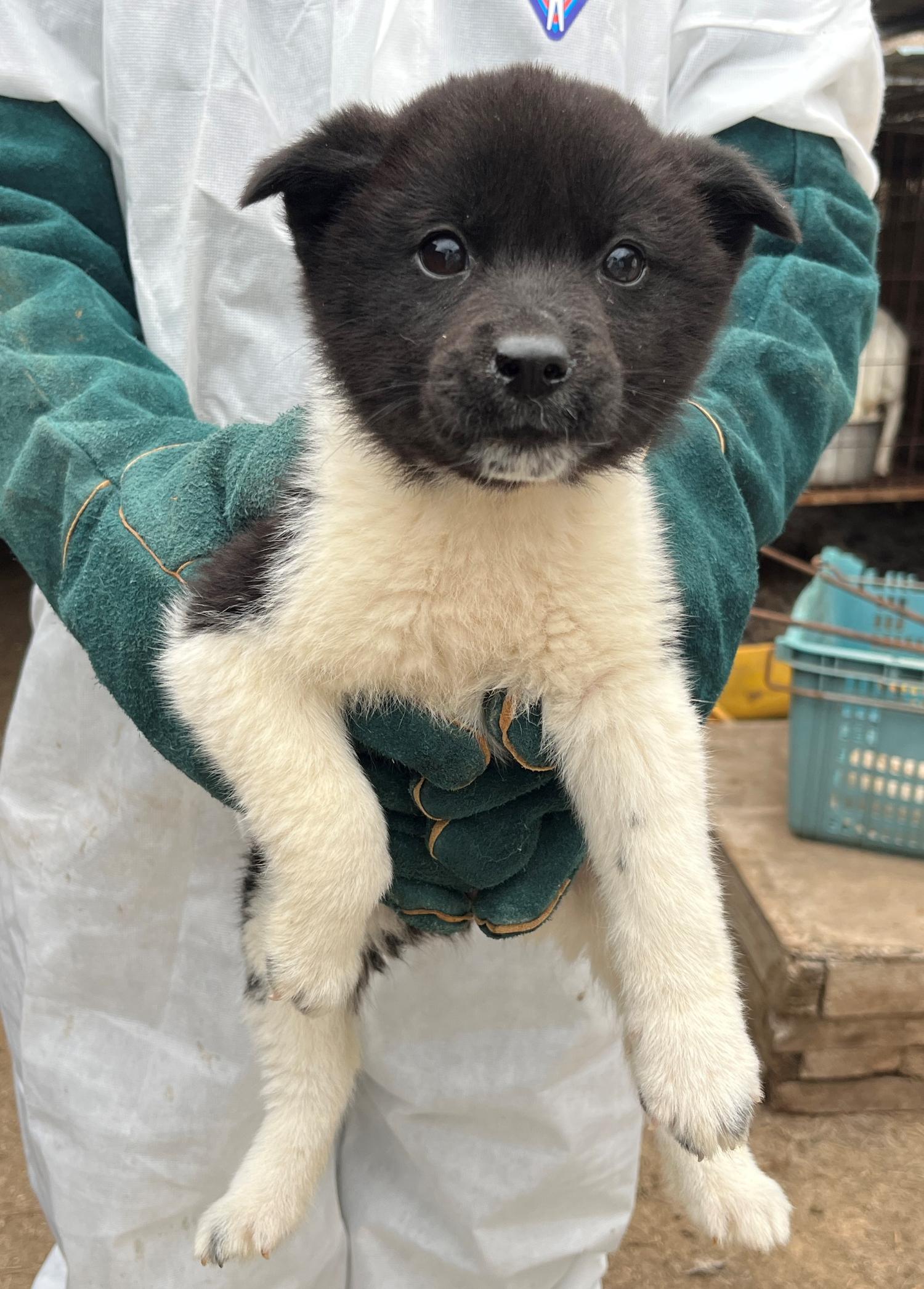 진도개메디컬센터_446500202300164